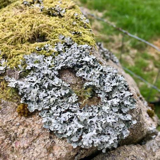 Raised oval lichen with moss