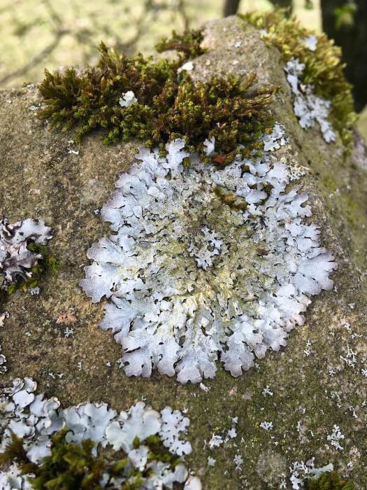 Lichen with leaf-like structures