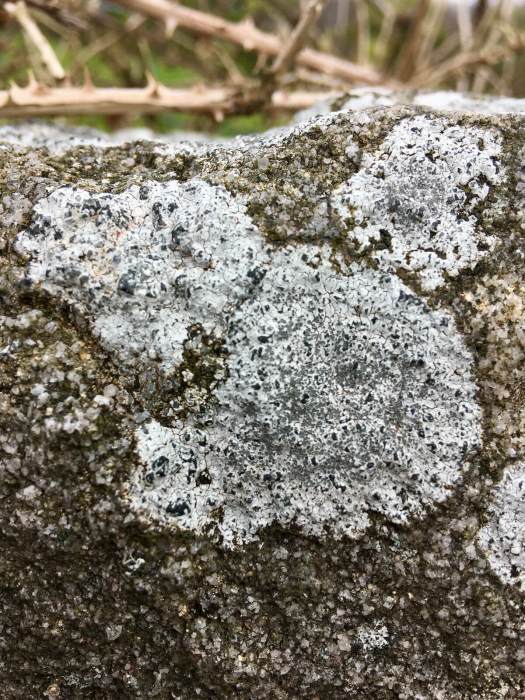 Lichen shaped like a pig's face