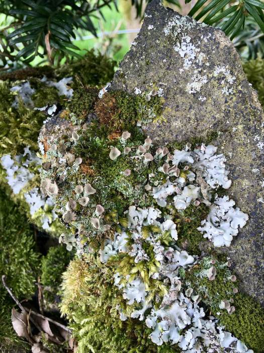 Garden of mosses and lichens