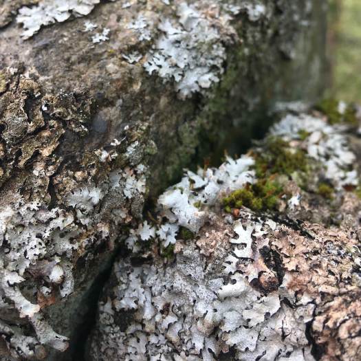 Lichens on stone in NW England