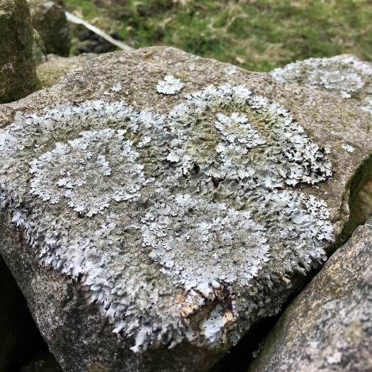 Lichens like a bear's face
