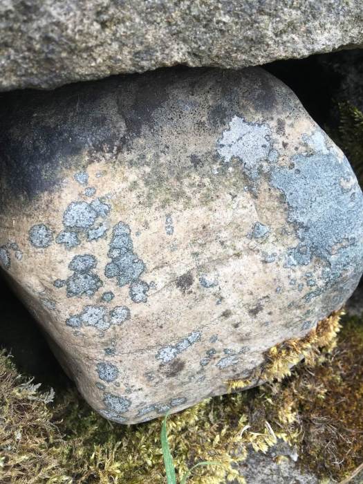 Blue-grey lichen