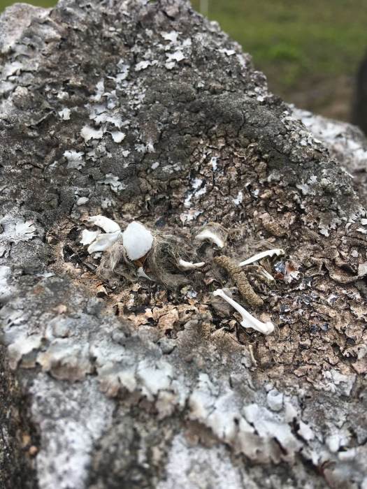 Tiny bones on a lichen covered stone