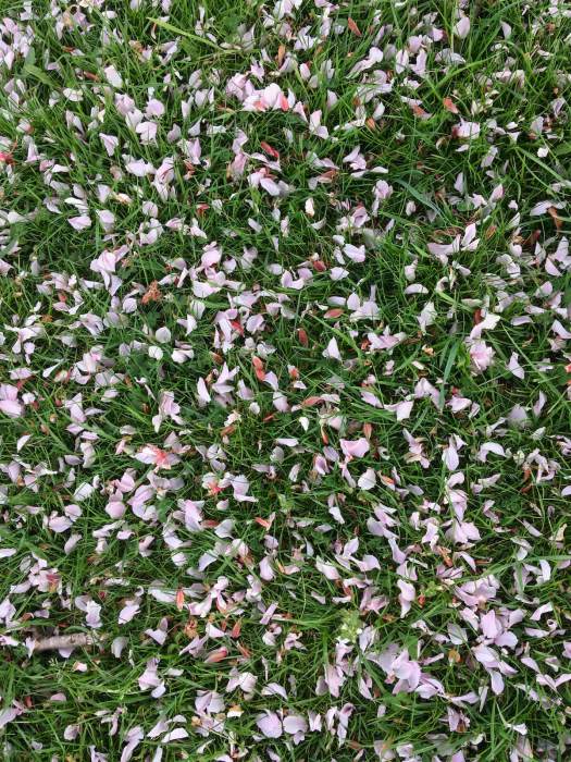 Fallen flowering cherry petals