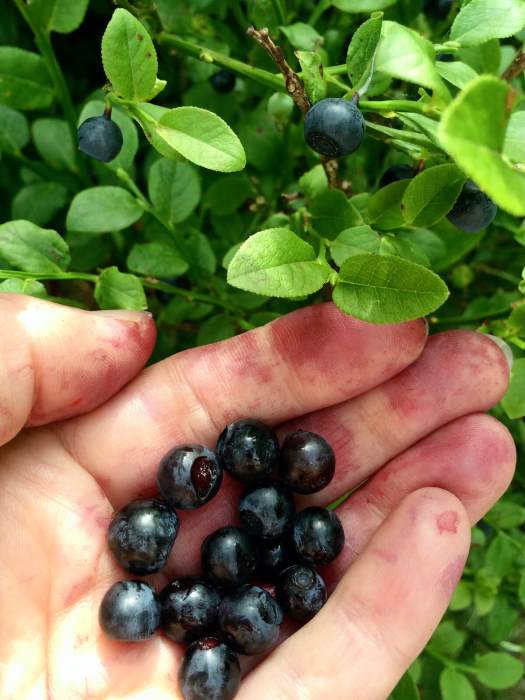 Foraging wild wimberries