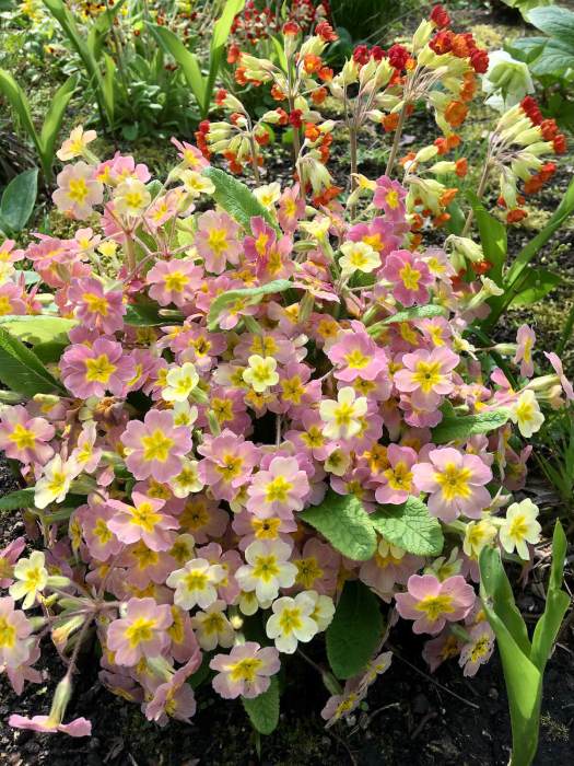 Pink primroses and orange-red cowslips