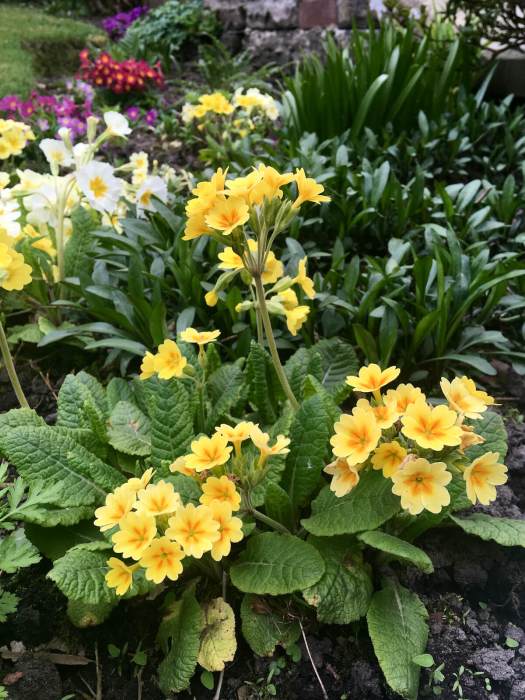 Primula garden hybrids of different colours and forms