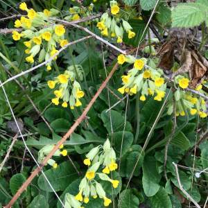 Cowslips have bell-shaped bright yellow flowers