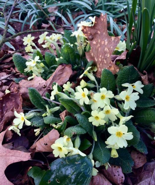 Wild primrose (Primula vulgaris) flowering among fallen leaves