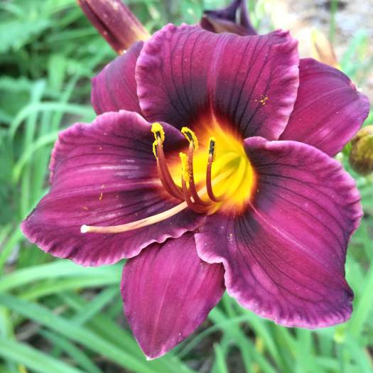 Purple daylily