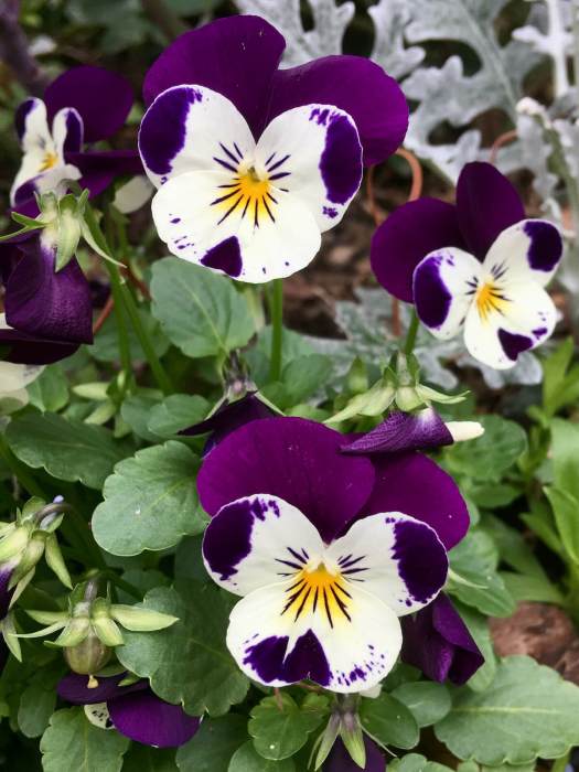 Purple pansies