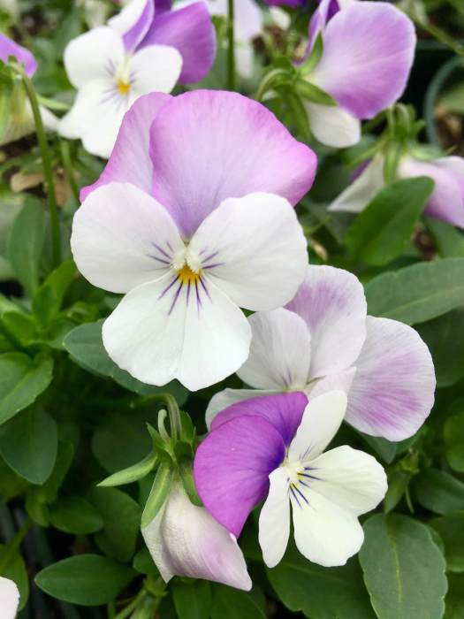 Viola Ruffles Purple Flowers and Foliage – Susan Rushton