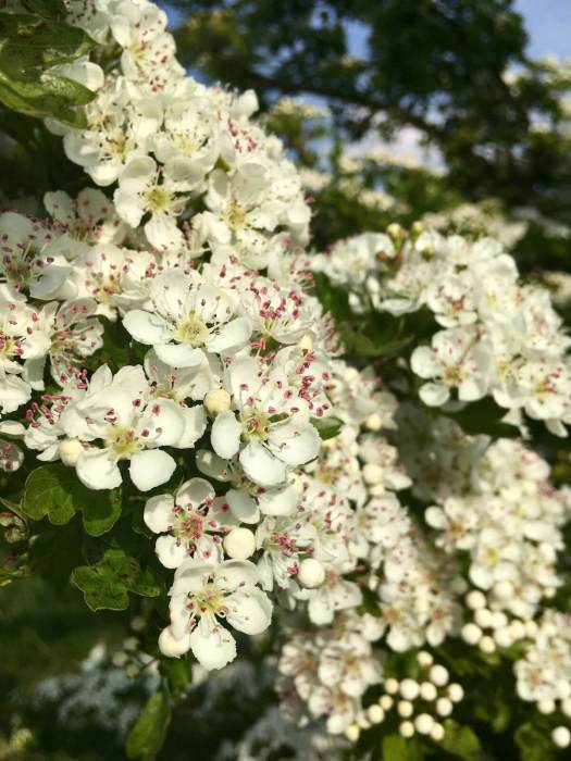 Hawthorn flowers with pink tipped stamens