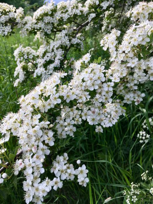 Hawthorn in flower