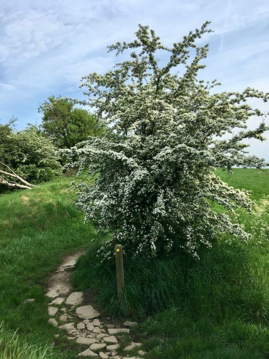 Hawthorn on a public right of way