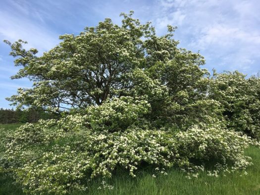 Hawthorn tree covered with blossom