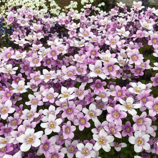 Digitally altered lilac flowers