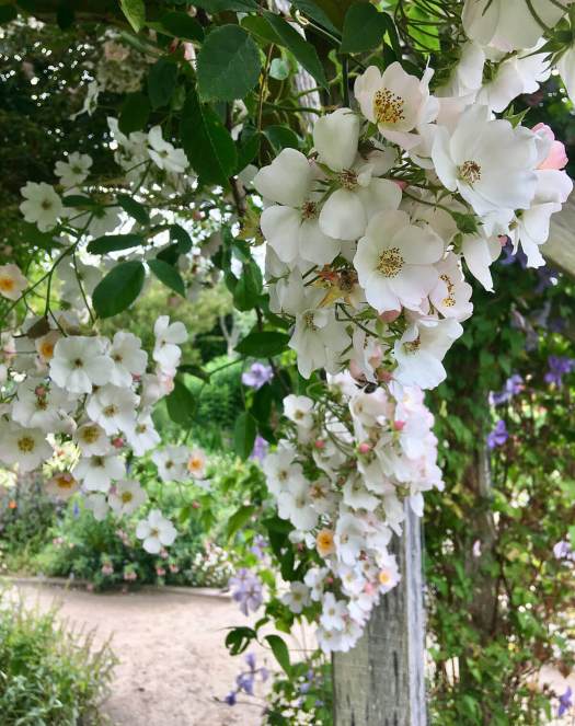 Panicle of white rambling roses
