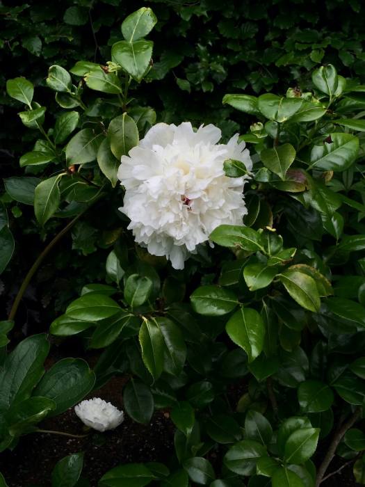 Large peony and small camellia