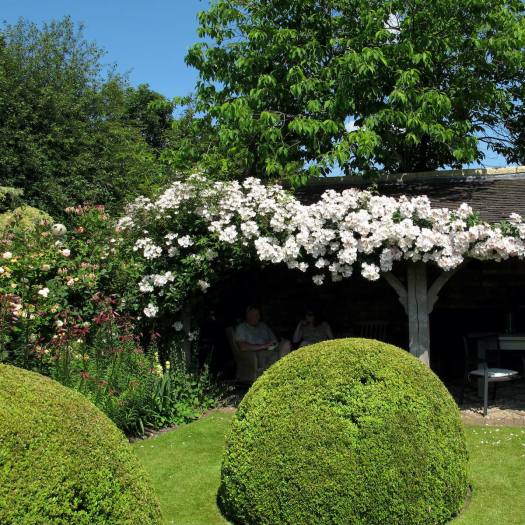 White rambling rose at Wollerton Old Hall