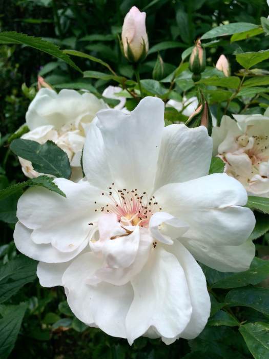 Rosa 'Jacqueline du Pré'