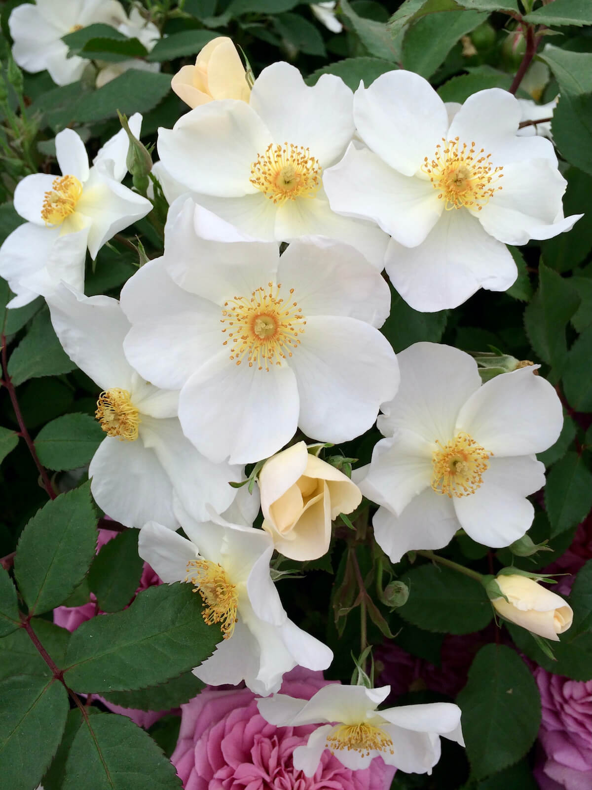 Gallery of White Roses – Susan Rushton