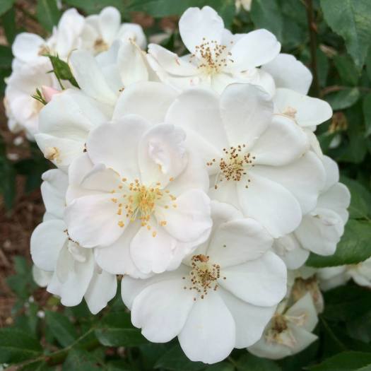 Rosa moschata 'Nastarana'