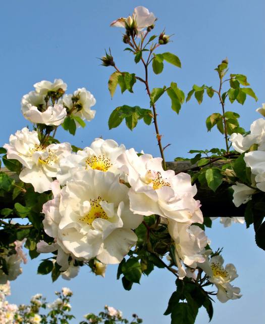 Rosa 'Mountain Snow'