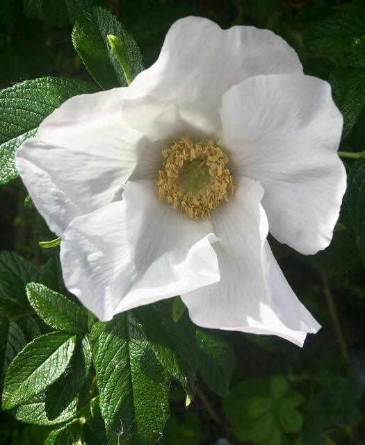 Rosa rugosa 'Alba'
