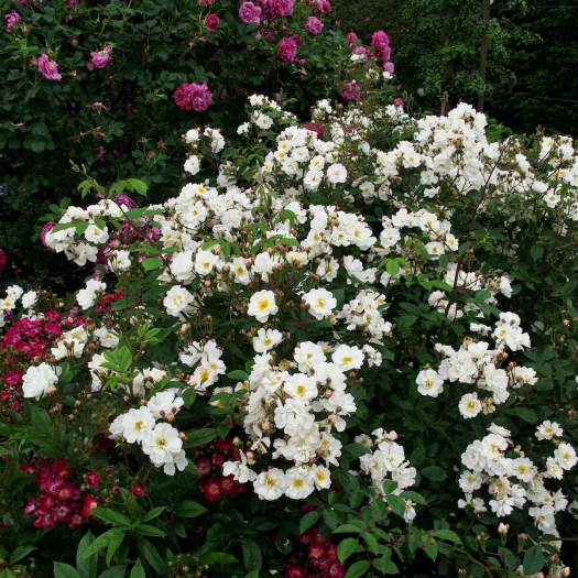 White shrub rose: Rosa 'Trier'