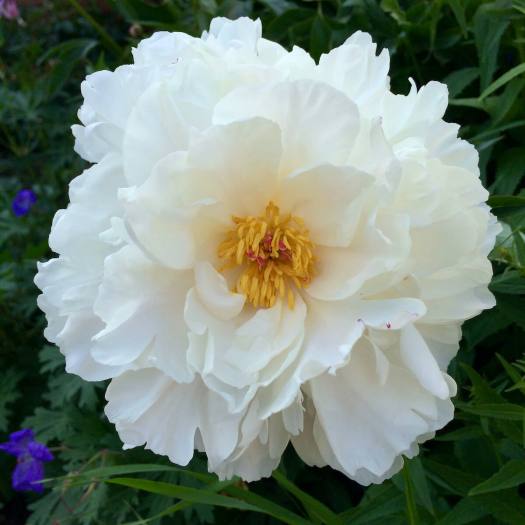 Double white peony