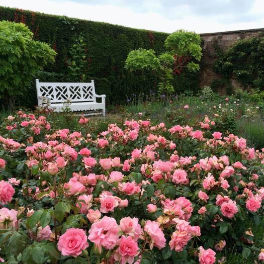 White bench with roses in Arley Hall's walled garden