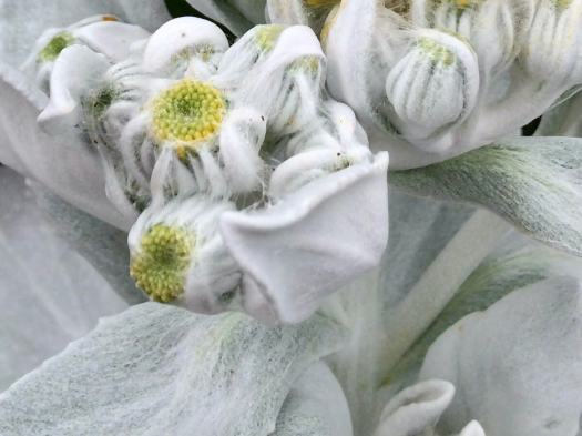 Senecio 'Angel Wings' buds are furry and grey