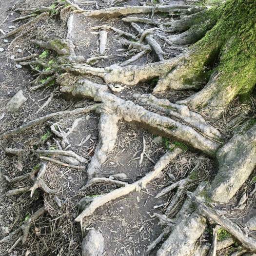 Buttress roots