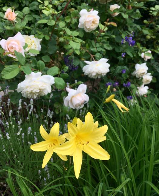 Rosa 'Crocus Rose' with daylily, lavender and polemonium