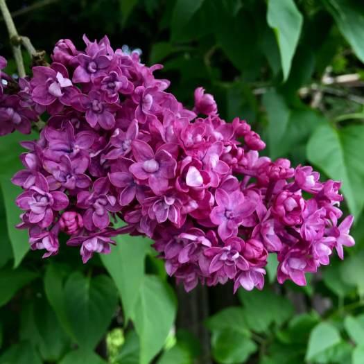 Double lilac with darker flowers