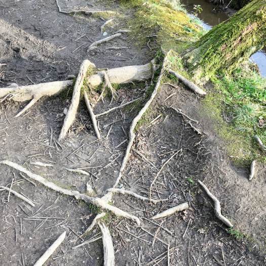 Exposed tree roots with leaning tree trunk