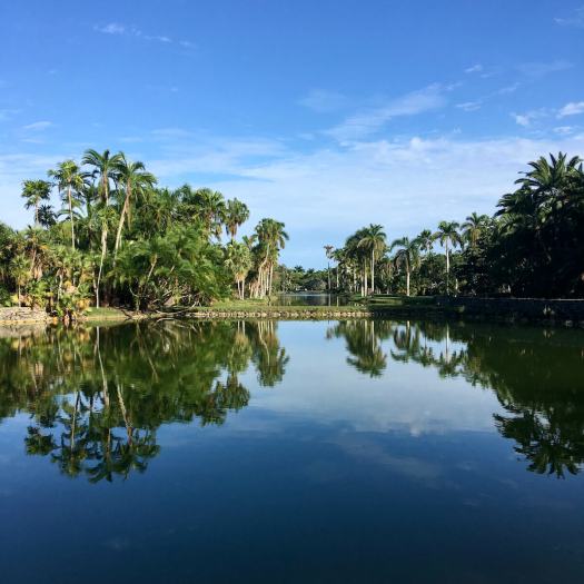 Fairchild Tropical Botanic Garden lake with palm trees