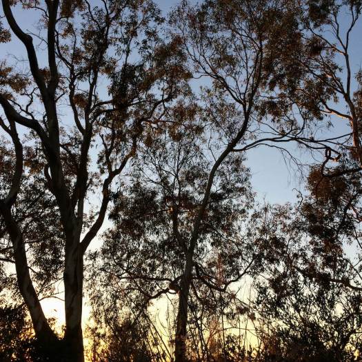 January tree canopies, San Diego Botanic Garden
