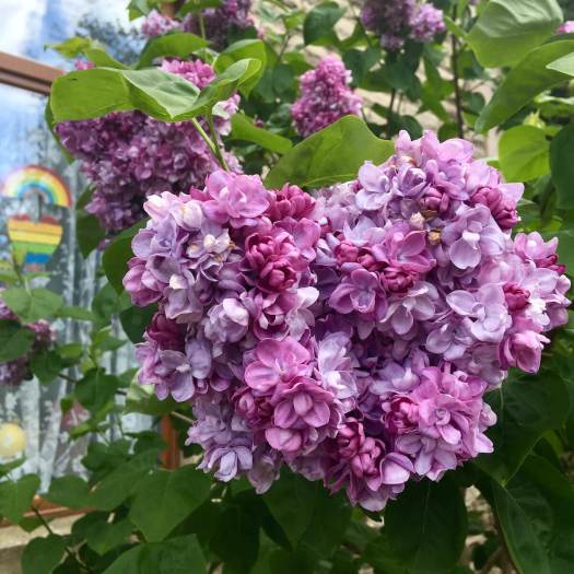 Lilac and rainbow heart