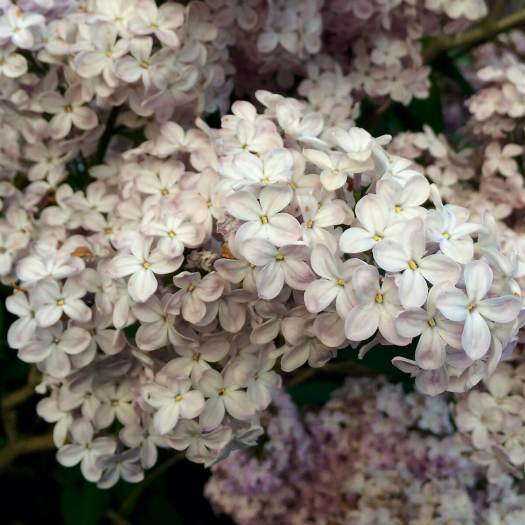 Antique style lilac flowers