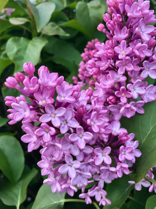 Lilac