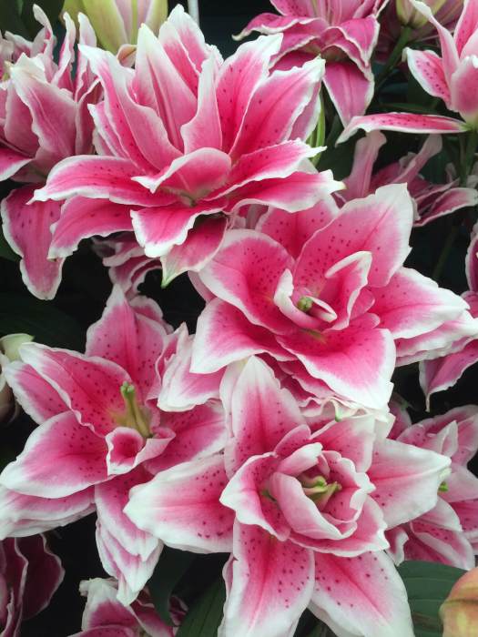 Lilium 'Roselily Samantha'