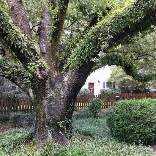Live Oak covered in ferns