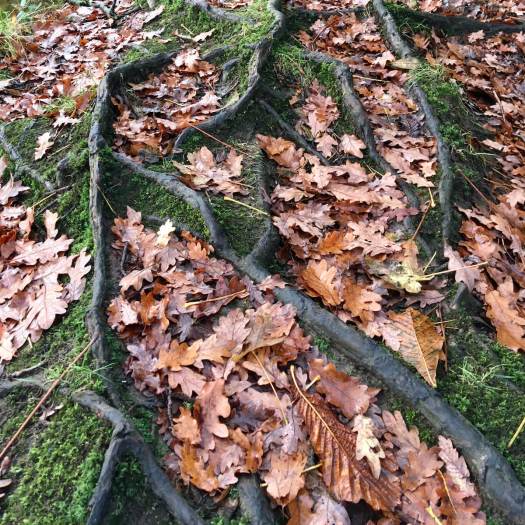Mossy roots with fallen leaves