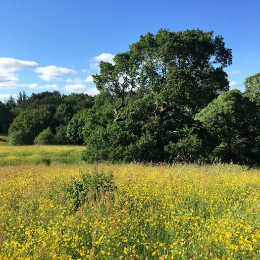 Oak on the edge of a buttercup meadow