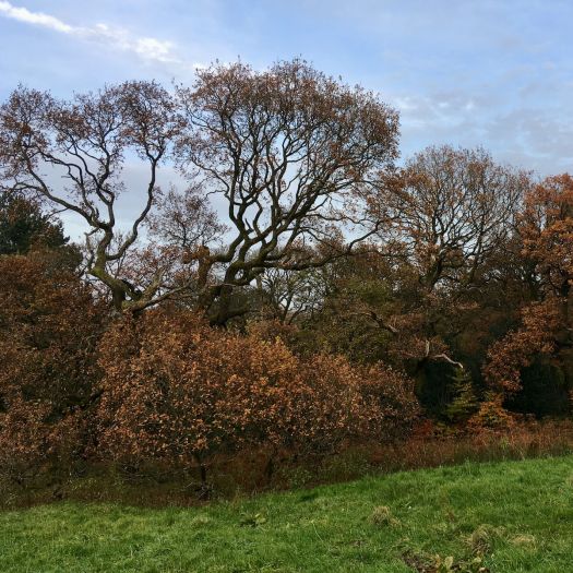 Oak in November