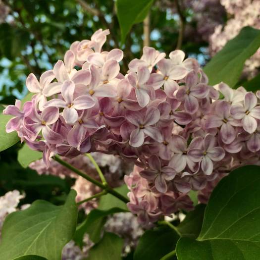 Pale lilac flower