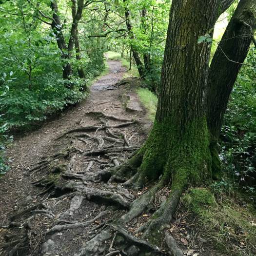 Woodland path laced with tree roots